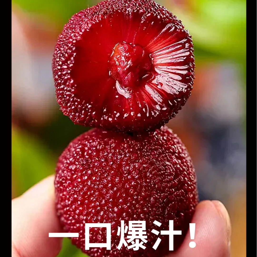 8A级新鲜大果仙居东魁杨梅顺丰冷链直发