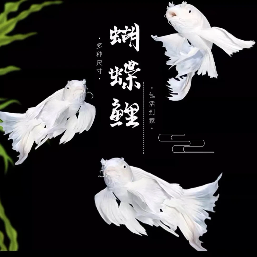 蝴蝶鲤白色（短身）29cm左右台湾蝴蝶鲤贵妃蝴蝶鲤宠物鱼