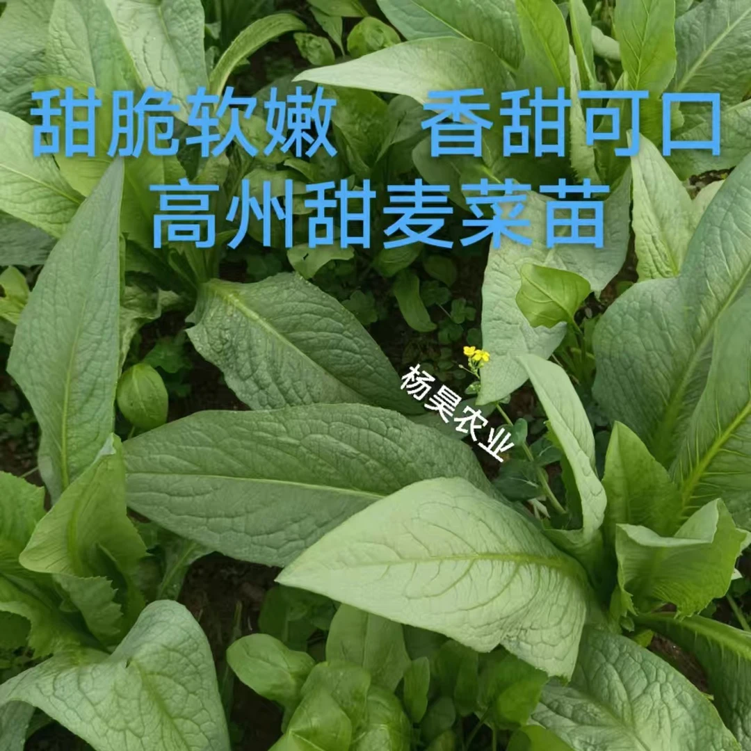 广东高州甜麦菜四季蔬菜带头带泥发货软囗麦菜急速发货绿色蔬菜