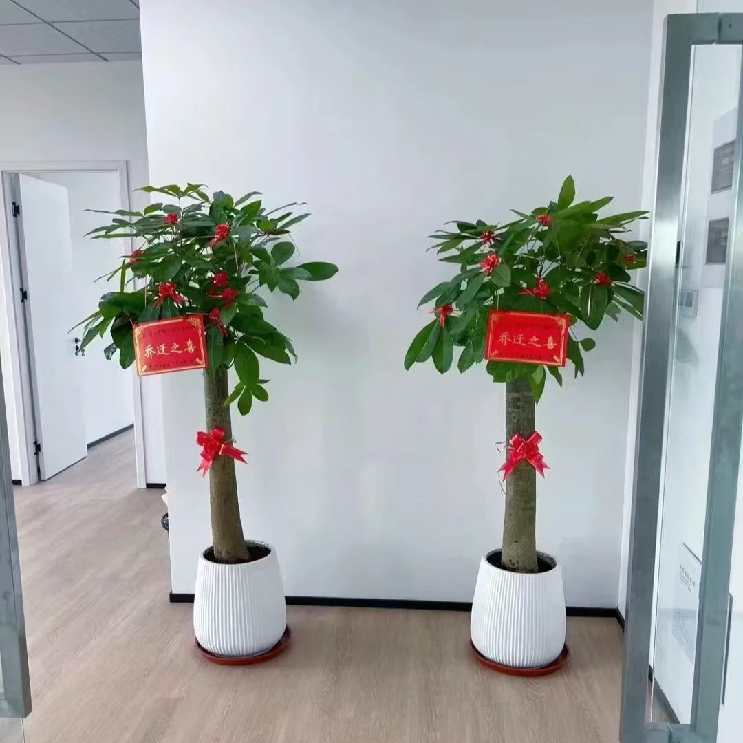 精品发财树，好养观叶绿植/一物一拍/带盆发货/居家办公必备