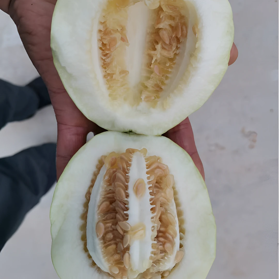 金黄浓郁冰糖脆甜瓜新鲜采摘当季水果