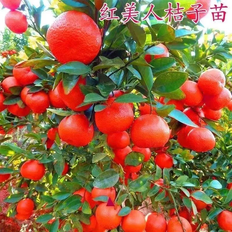 正宗爱媛号红美人柑橘苗沃柑砂糖橘无籽桔子树苗盆栽地栽果树苗
