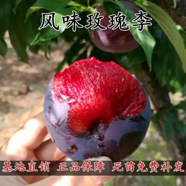 美国杏李苗风味玫瑰李树苗红肉李树苗嫁接李子苗南北方种植苗