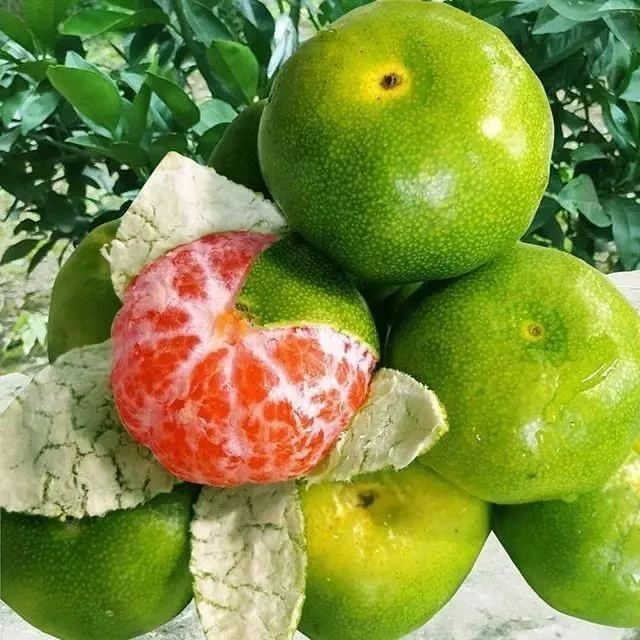特早熟蜜桔苗日南一号蜜桔苗青皮橘子树苗嫁接柑桔子苗当年结果