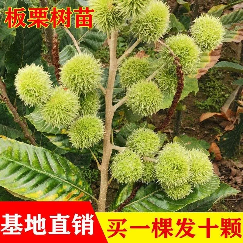 嫁接板栗树苗新品种特大板栗苗果树苗南北方盆栽地栽种植当年结果