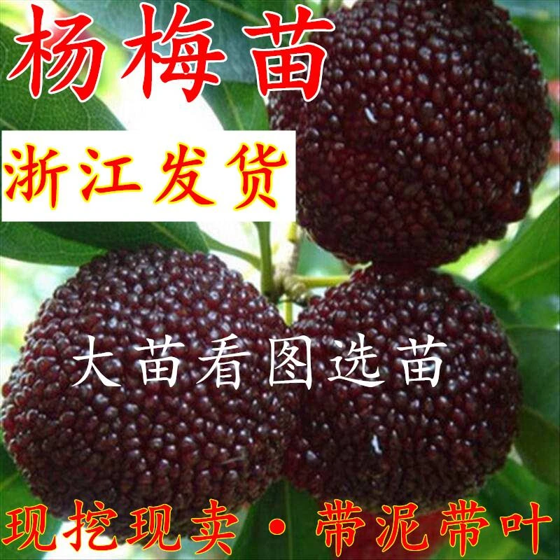 正宗浙江嫁接东魁杨梅树苗耐寒南方北方种植果树苗当年杨梅苗