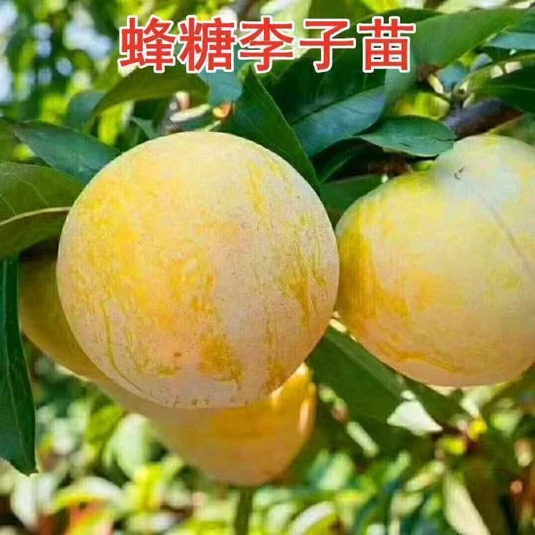 新品种无核冰糖李树苗蜂糖无核李子苗当年结果南北方种植盆栽地栽