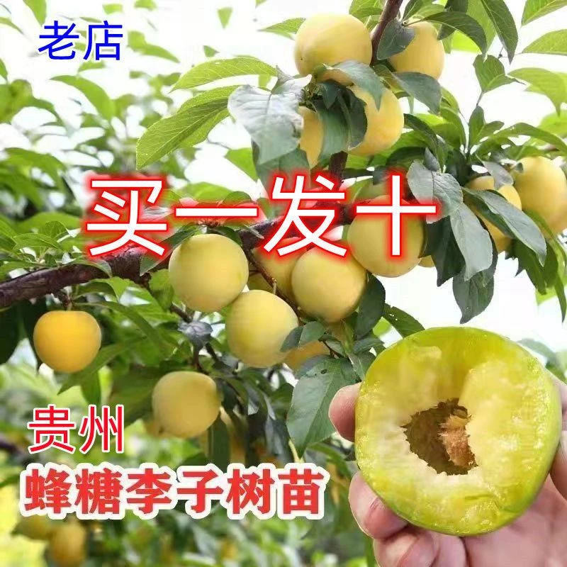 正宗嫁接李子树脱骨李蜂糖李苗子南北方种植盆栽地栽当年结果树苗