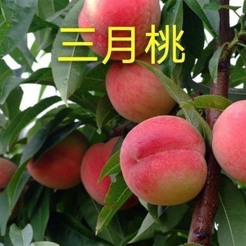 嫁接桃树苗特早熟新品种三月醉南北种植桃苗离核香甜三月下旬成熟