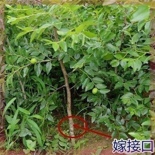 果树苗嫁接枣树苗新品种黑仙枣树活苗黑枣树苗地盆栽当年结果大苗