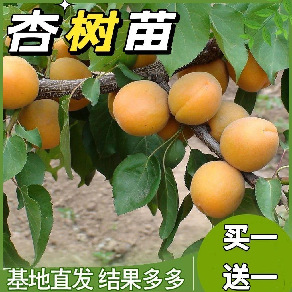 杏树苗当年结果早晚熟超甜盆栽阳台矮化地栽庭院耐寒南北方种植