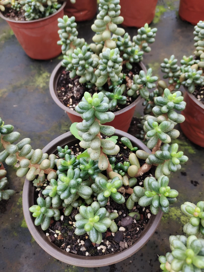 绿龟卵多肉植物
