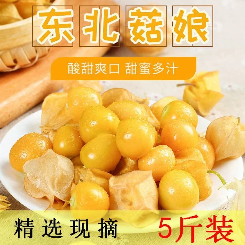 东北粮仓:东北新鲜菇娘果姑娘果灯笼果新鲜水果爆汁清甜
