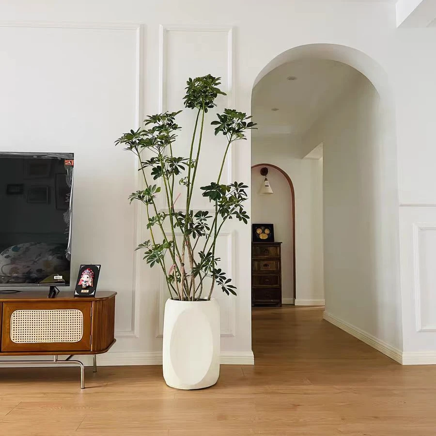 欧洲鸭脚木植物新鲜适合室内摆放养护种植实物耐热土壤枝条自然