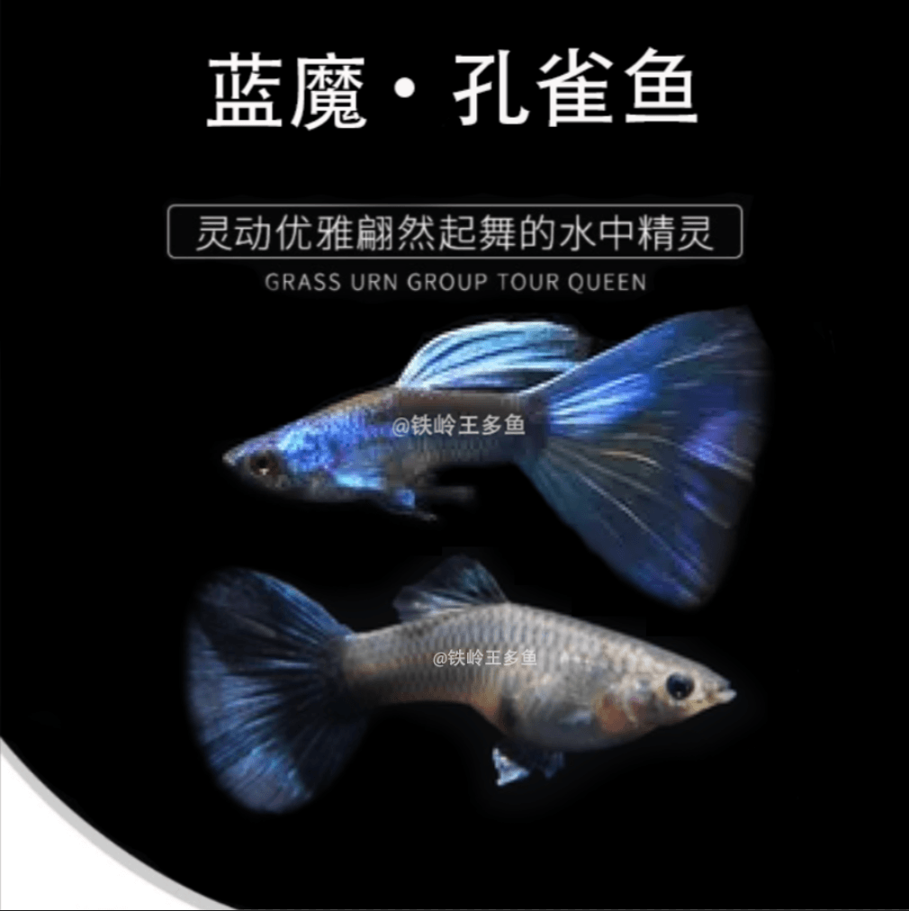 蓝魔孔雀鱼  死鱼仅退鱼钱不补发！