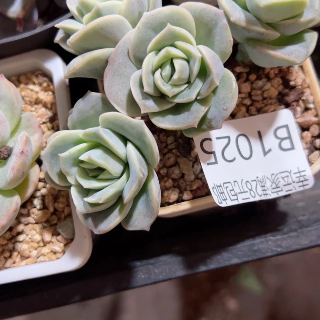 幸运的是我的朋友