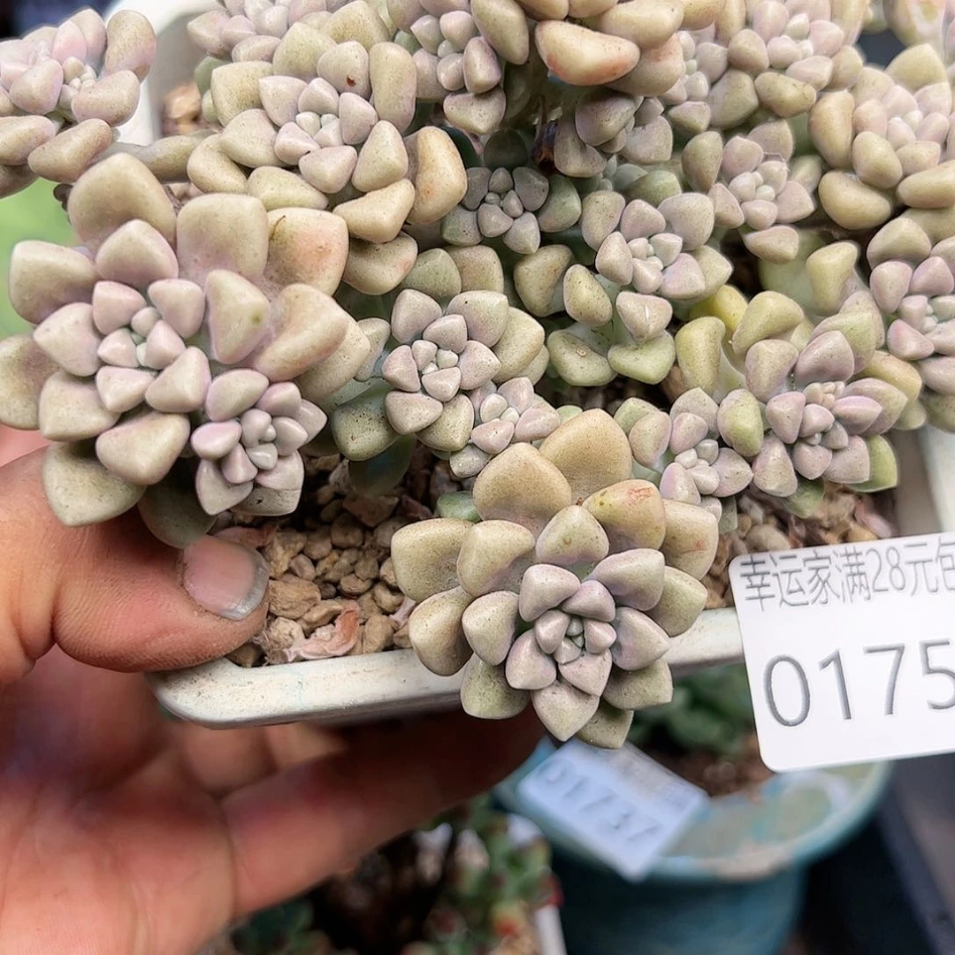 幸运的是我的朋友