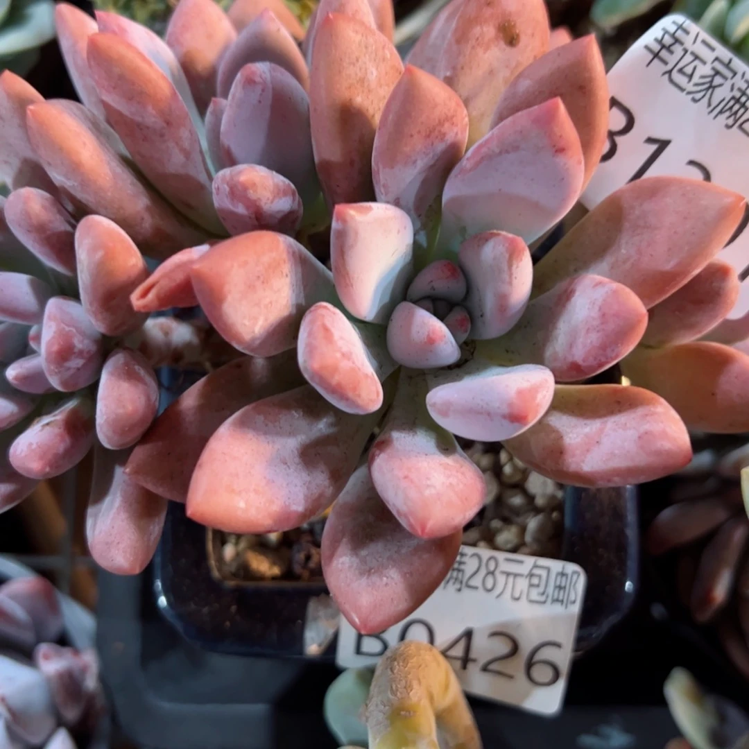 幸运的是我的朋友