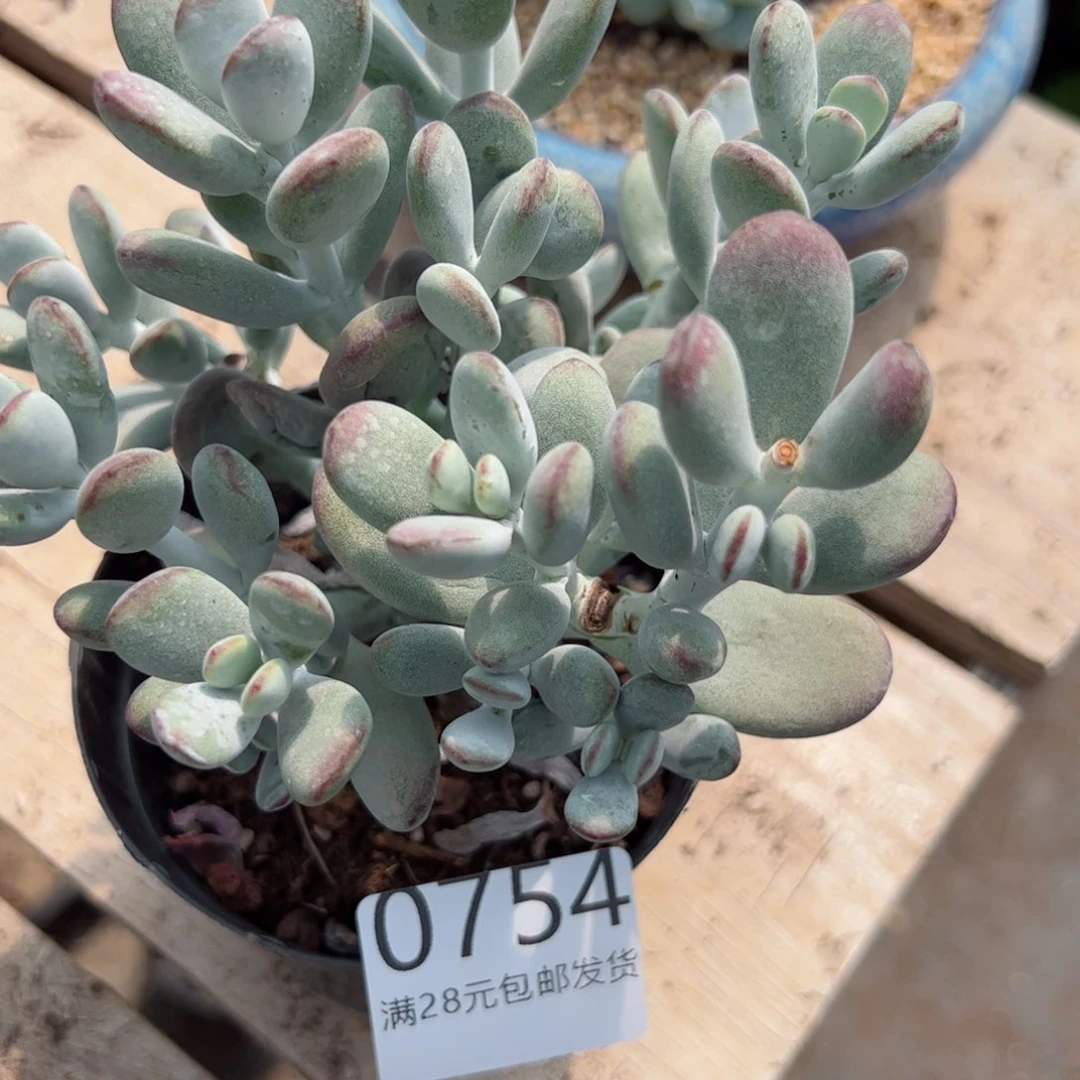 幸运的是你的朋友是