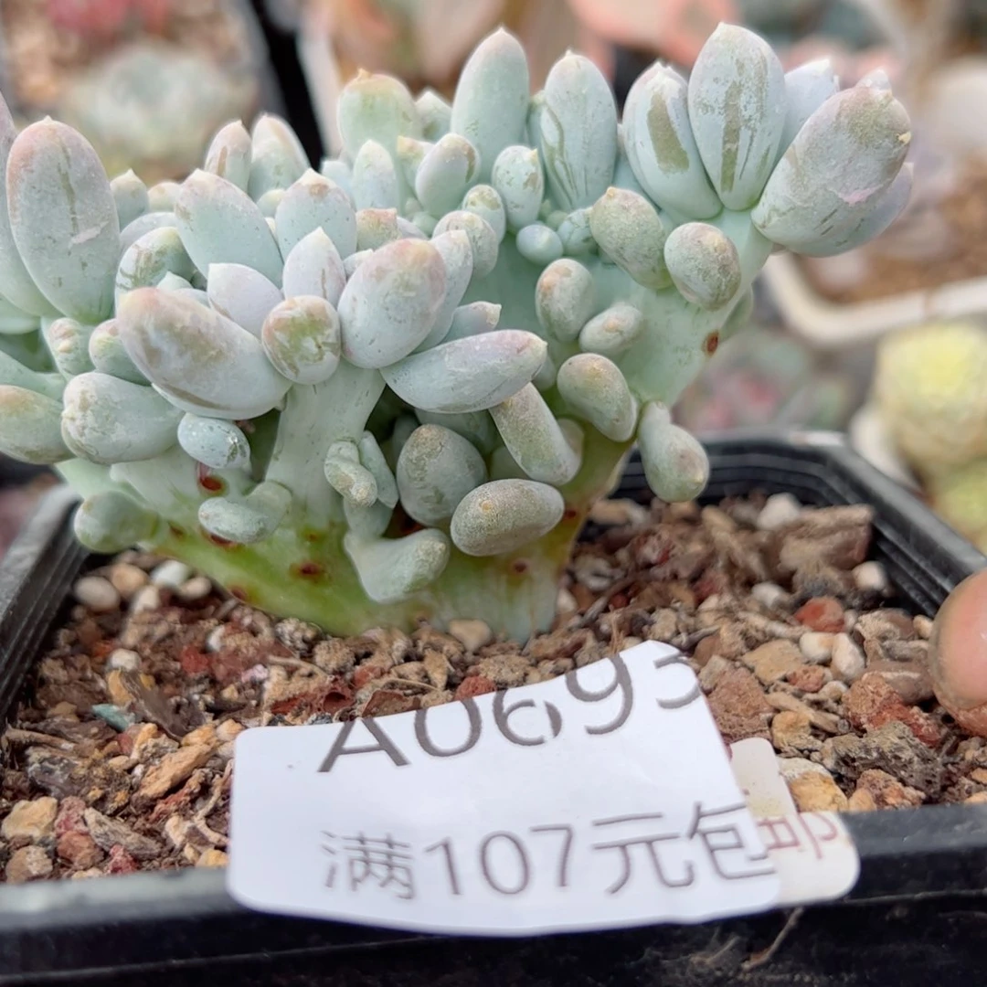 幸运颜色白色的颜色