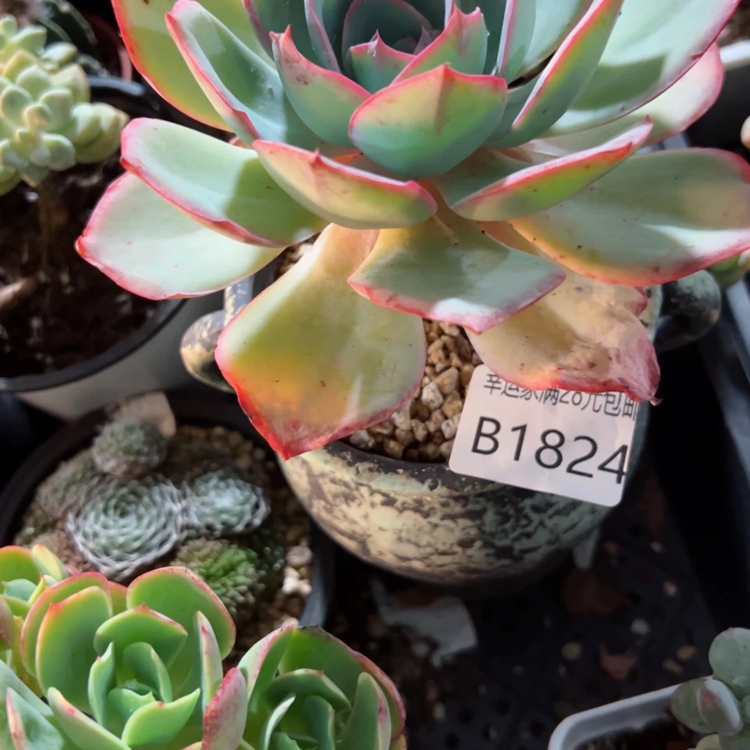 幸运颜色白色黑色的