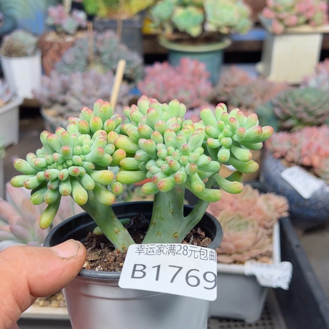 幸运的是我的朋友们