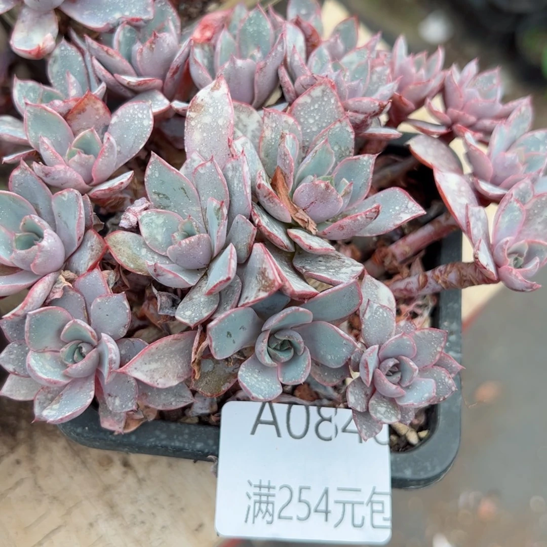 幸运颜色白色黑色高