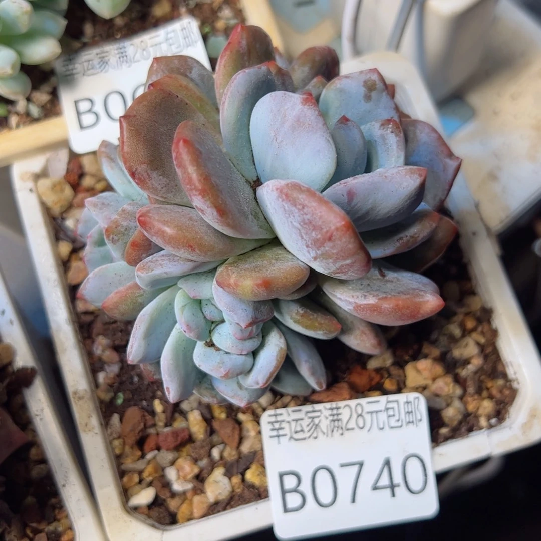 幸运颜色白色的小