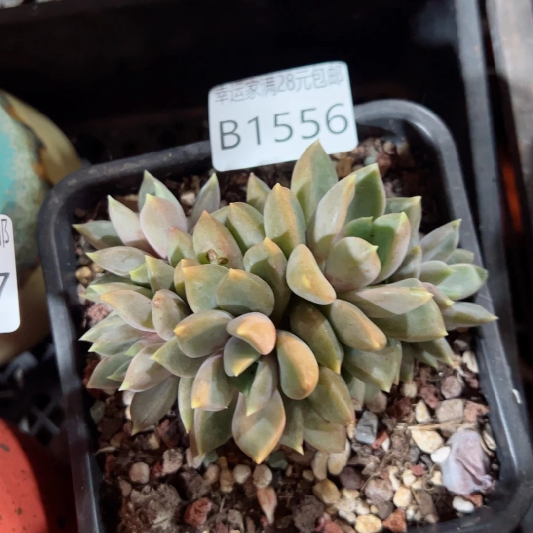 幸运的是我的朋友们都