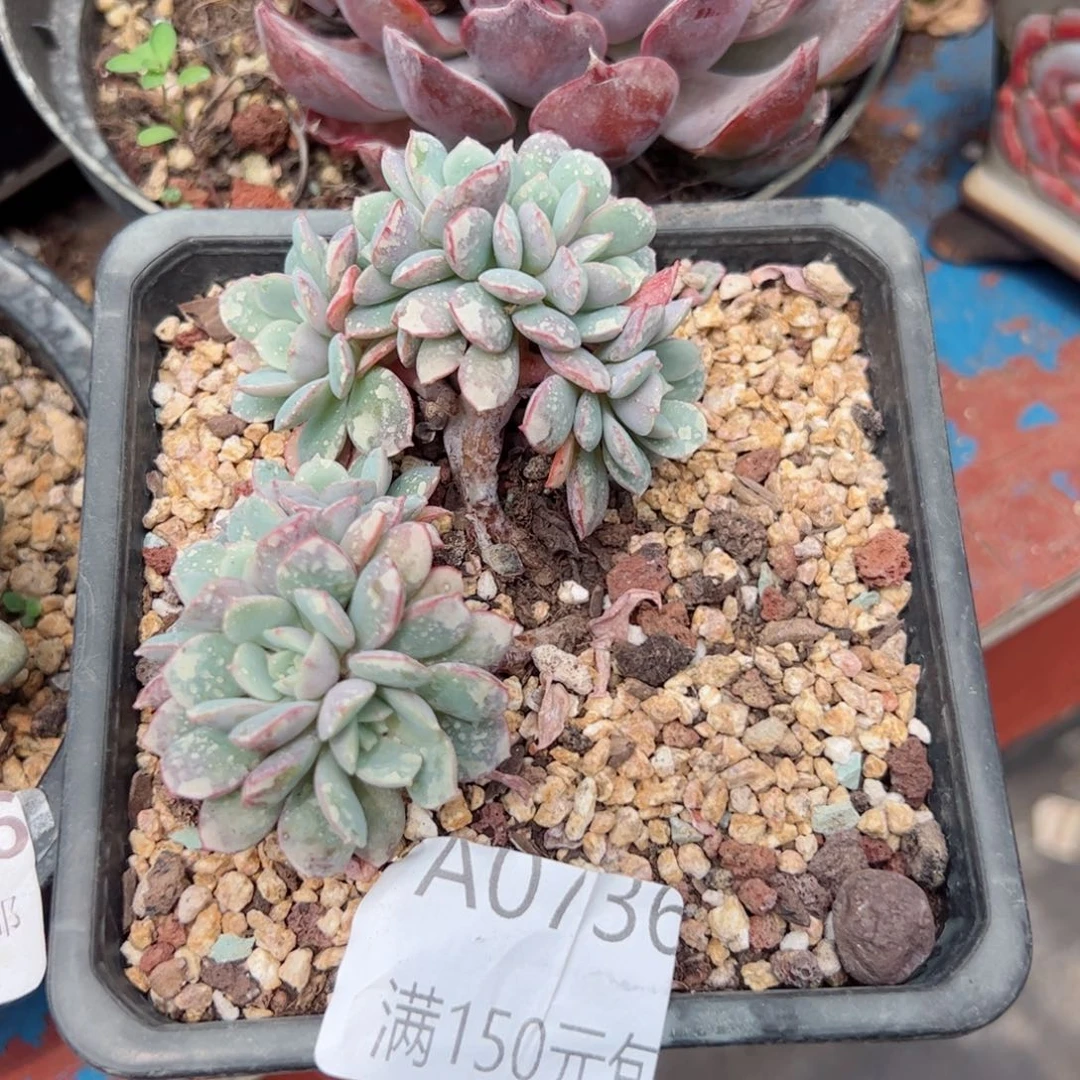 幸运的是我的朋友们