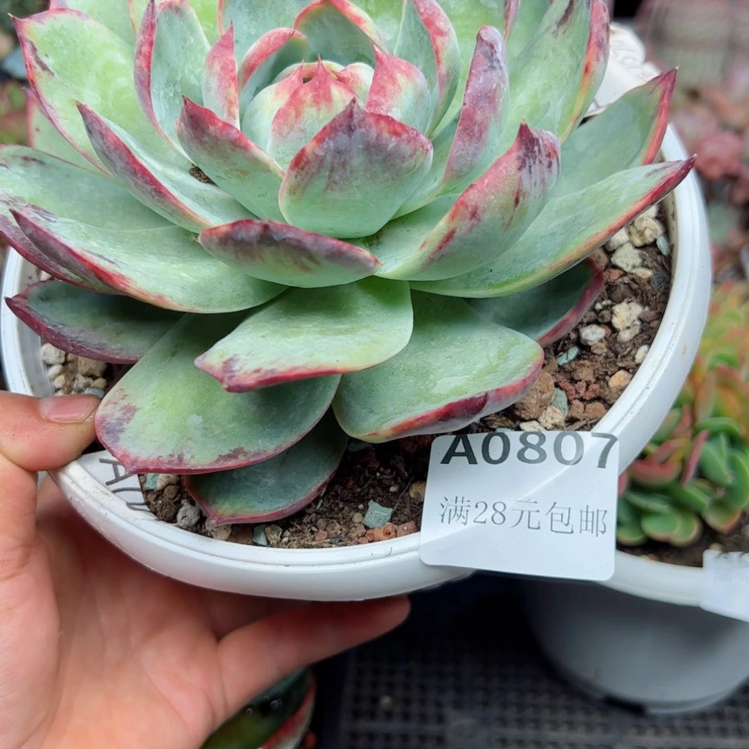 幸运的是我的朋友