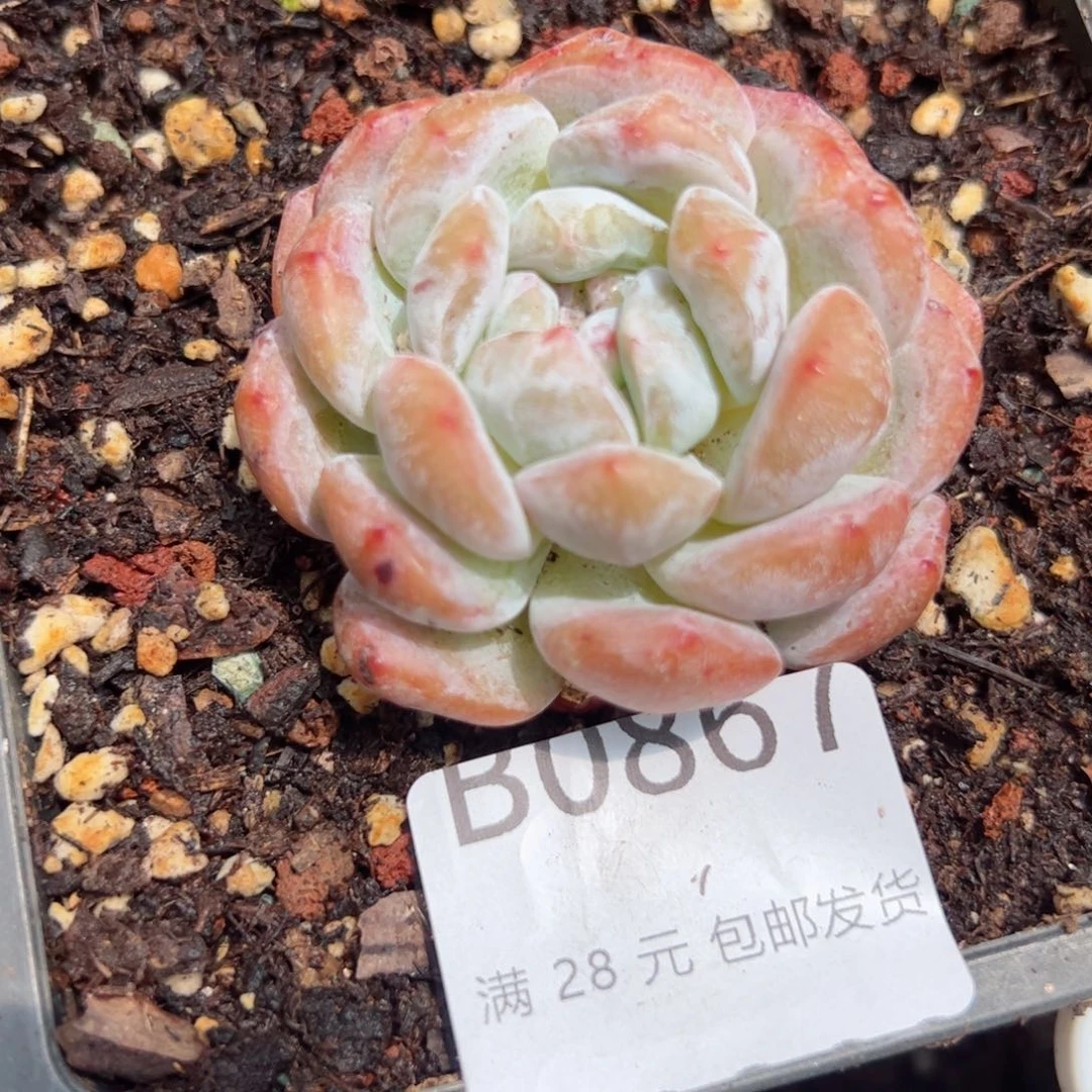 幸运的是我的朋友是