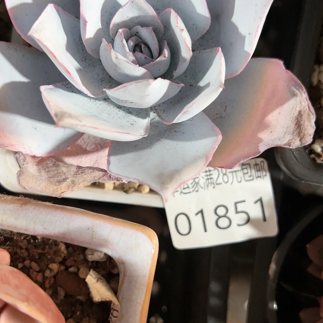 幸运的是我的朋友们一起