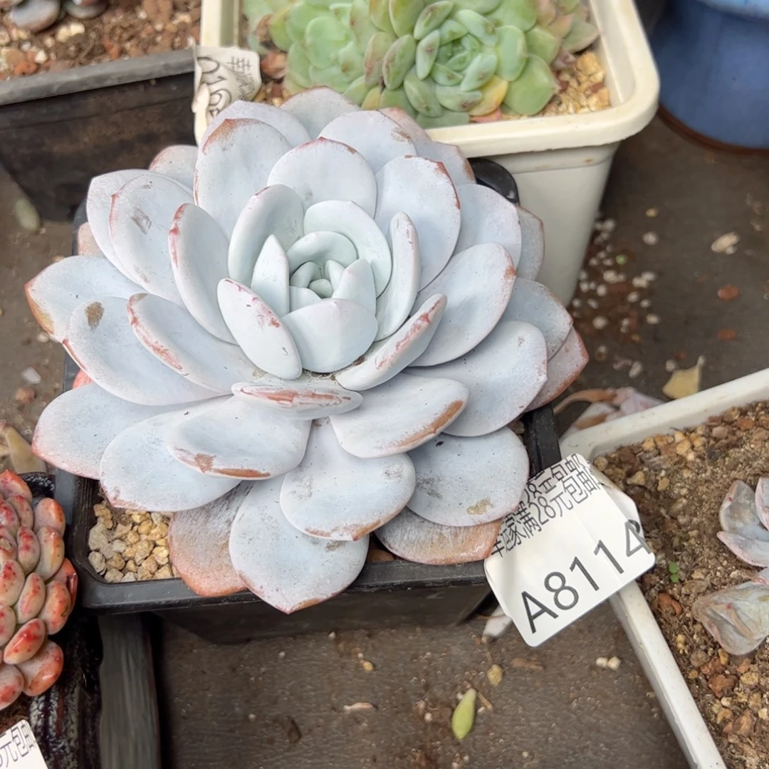 幸运的是我的朋友是