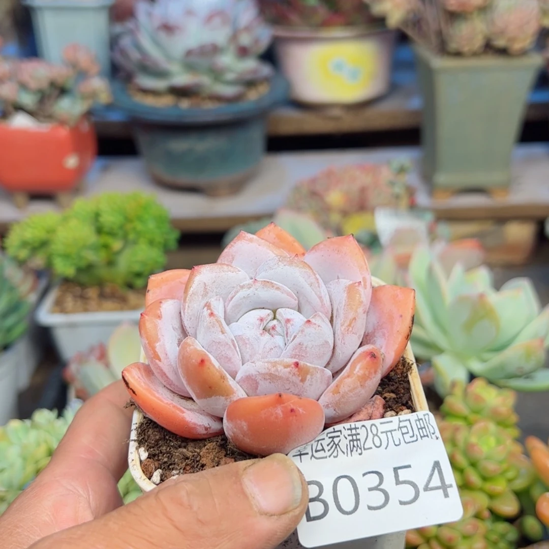 幸运的是我的朋友