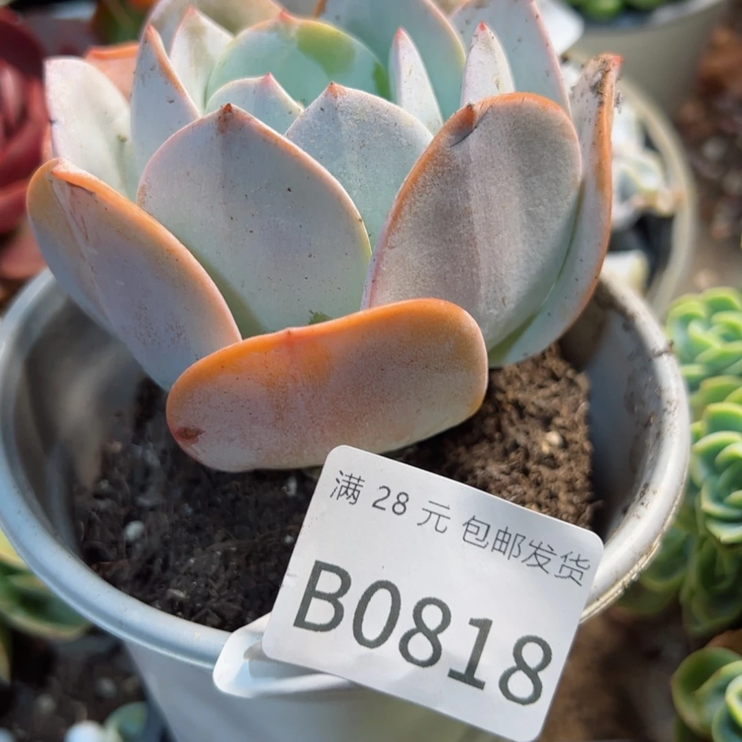 幸运的是我的朋友们一起