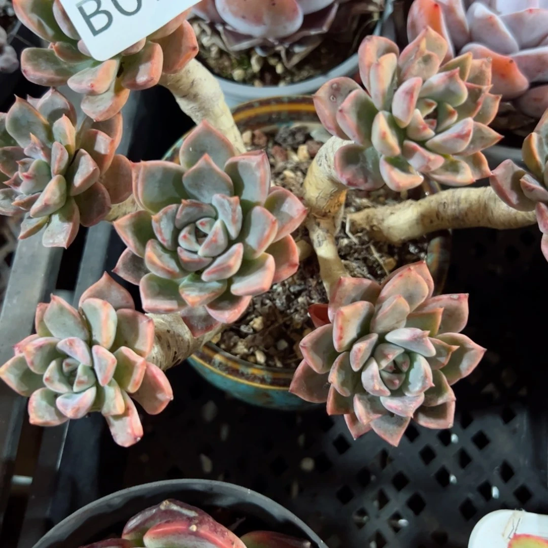 幸运的是我的朋友