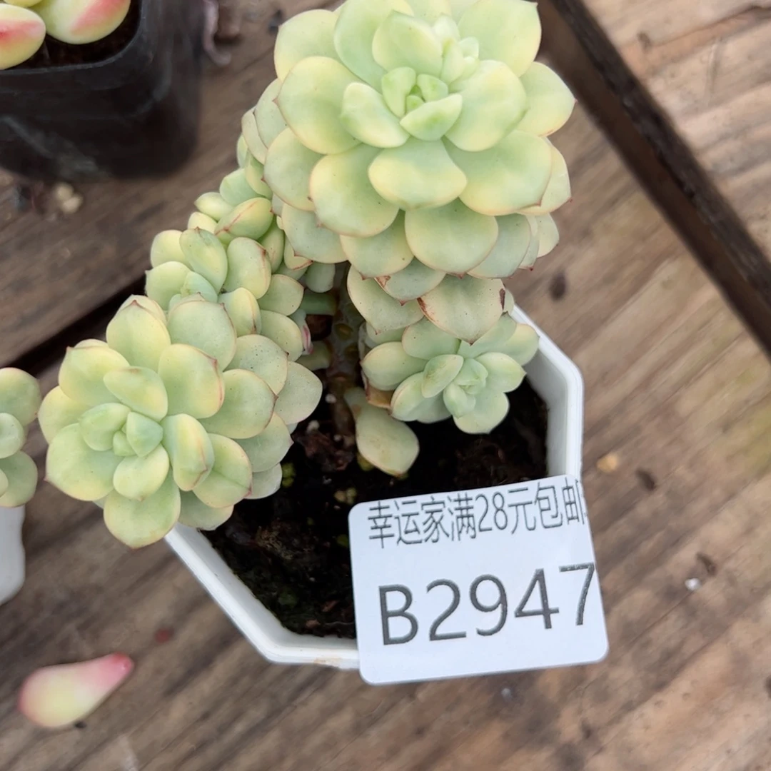 幸运的是我的朋友