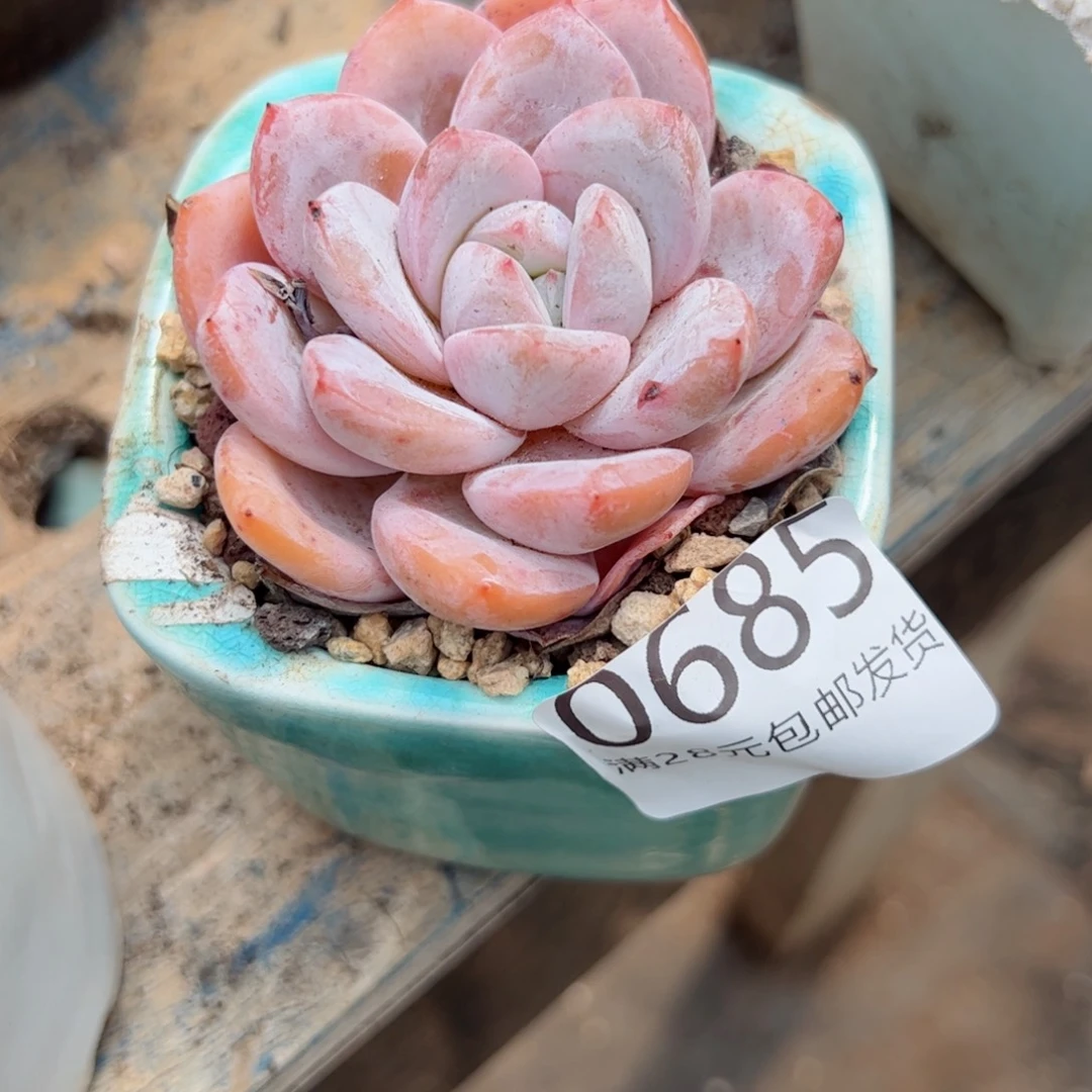 幸运颜色白色黑色高