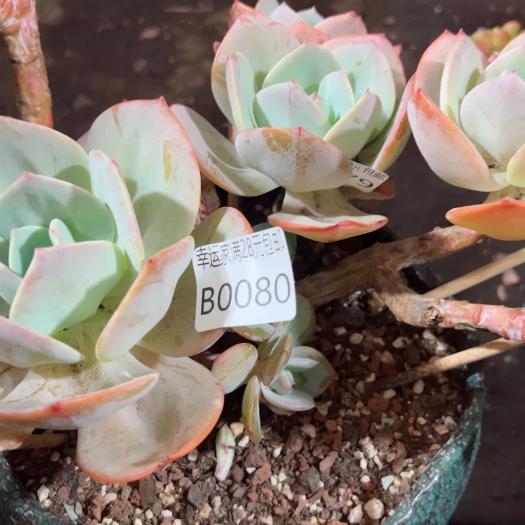 幸运的是我的朋友