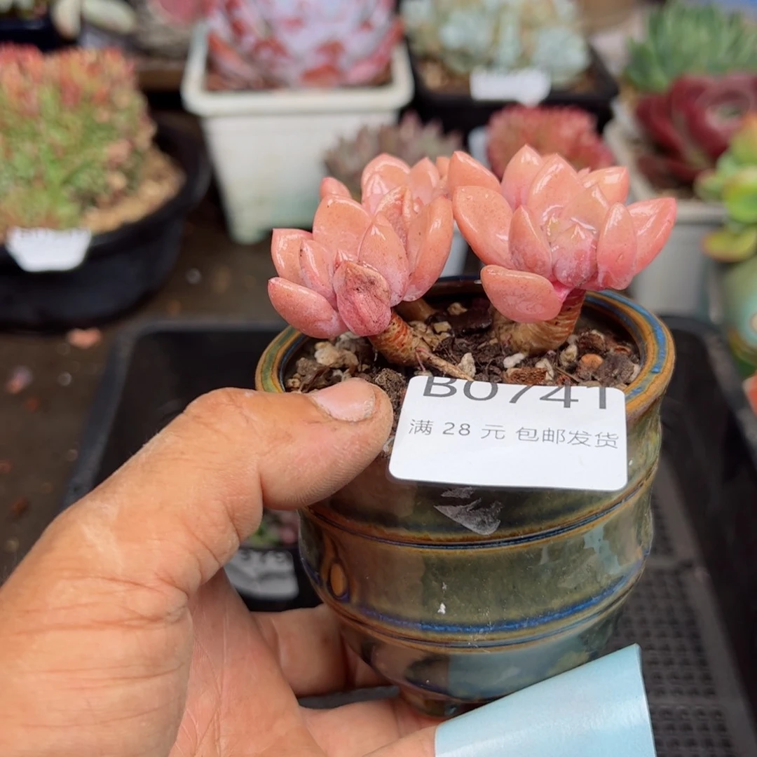 幸运的是我的朋友