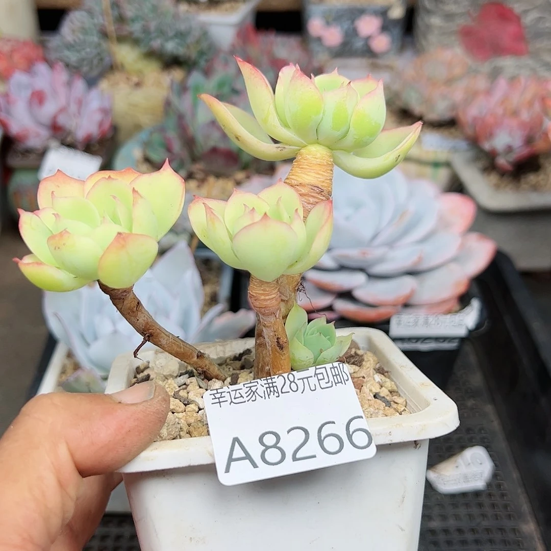 石*格幸运的是我的朋友们都