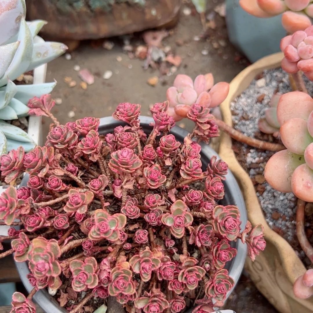 幸运的是我的朋友