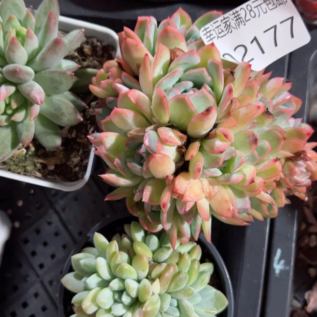 幸运的是我的朋友