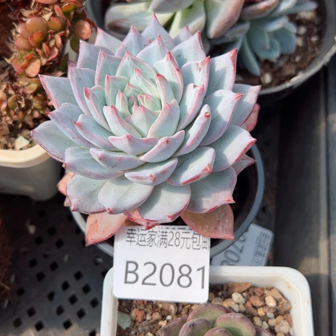 幸运的是我的朋友