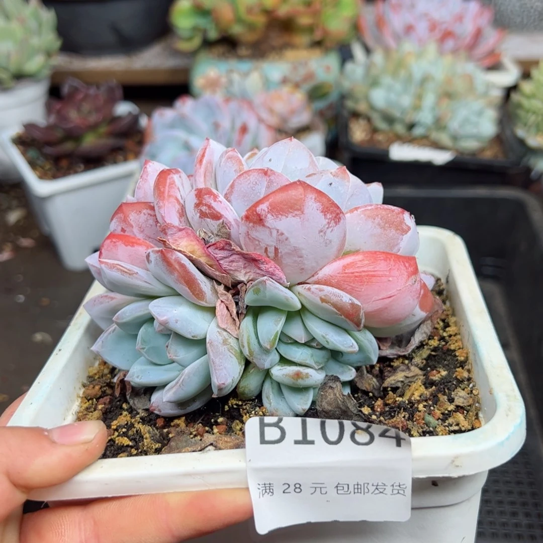 幸运的是我的朋友