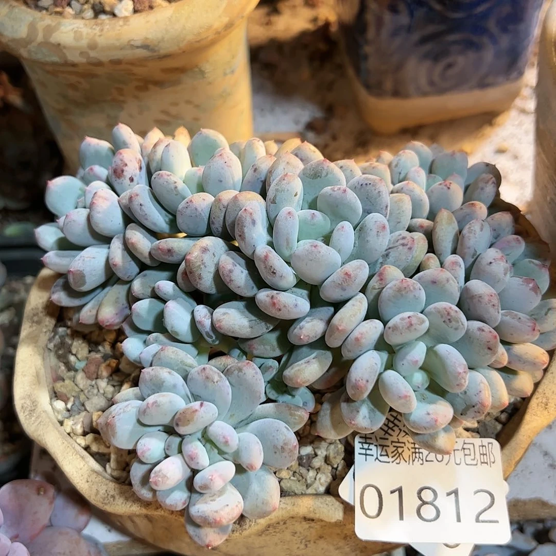 幸运的是我的朋友们