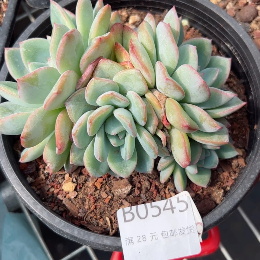幸运的人儿们可以