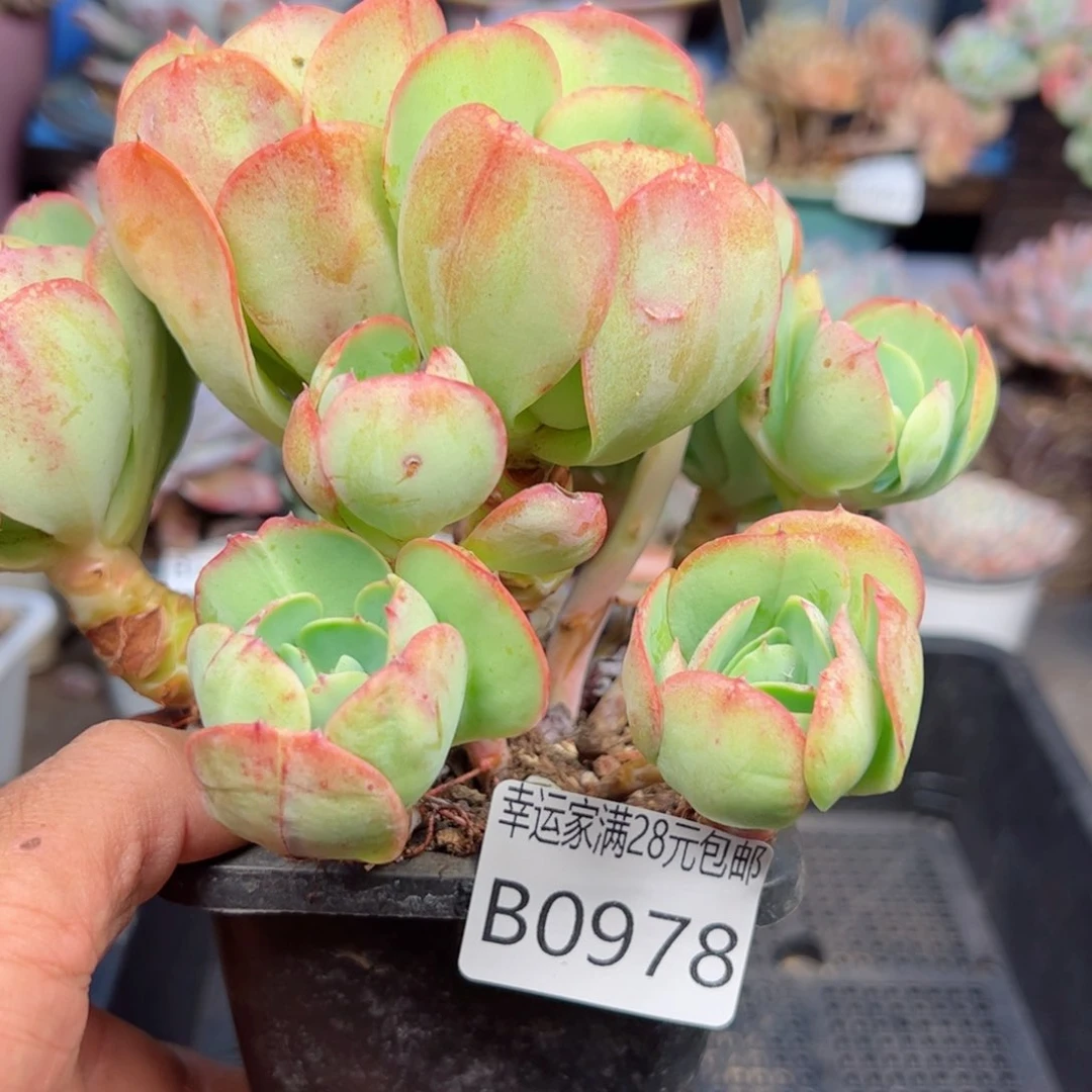 幸运的是我的朋友