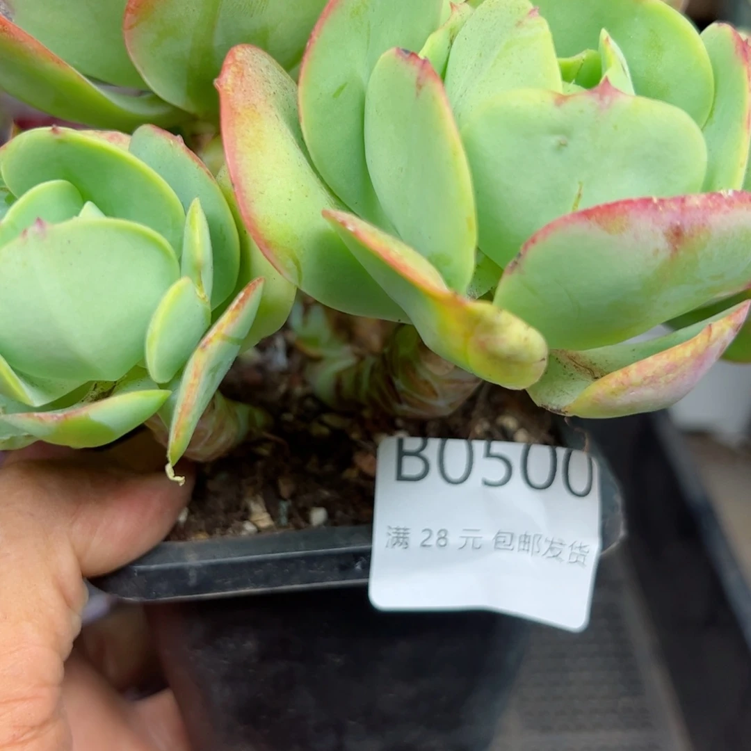 芸*幸运的是我的朋友们